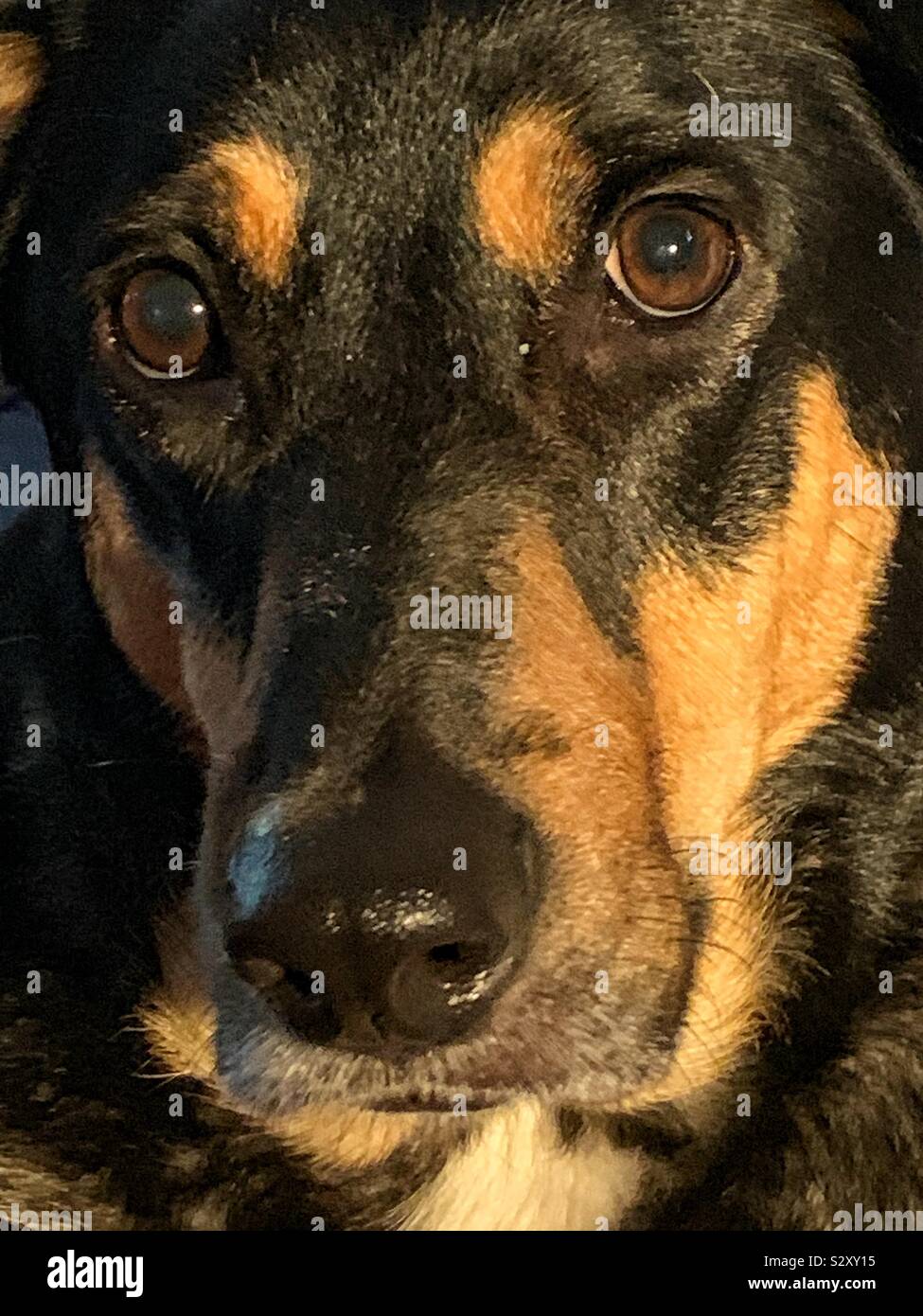 Nero e Marrone cane esprimere nel suo volto che sì, concordo con voi Foto Stock