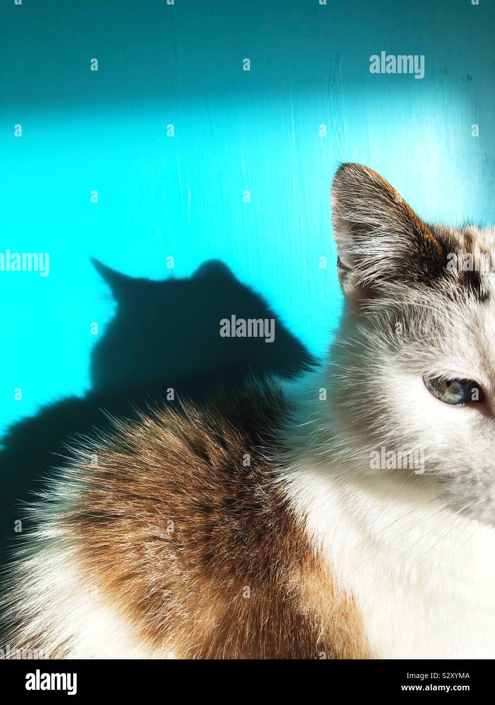 Un gatto e la sua ombra. Foto Stock