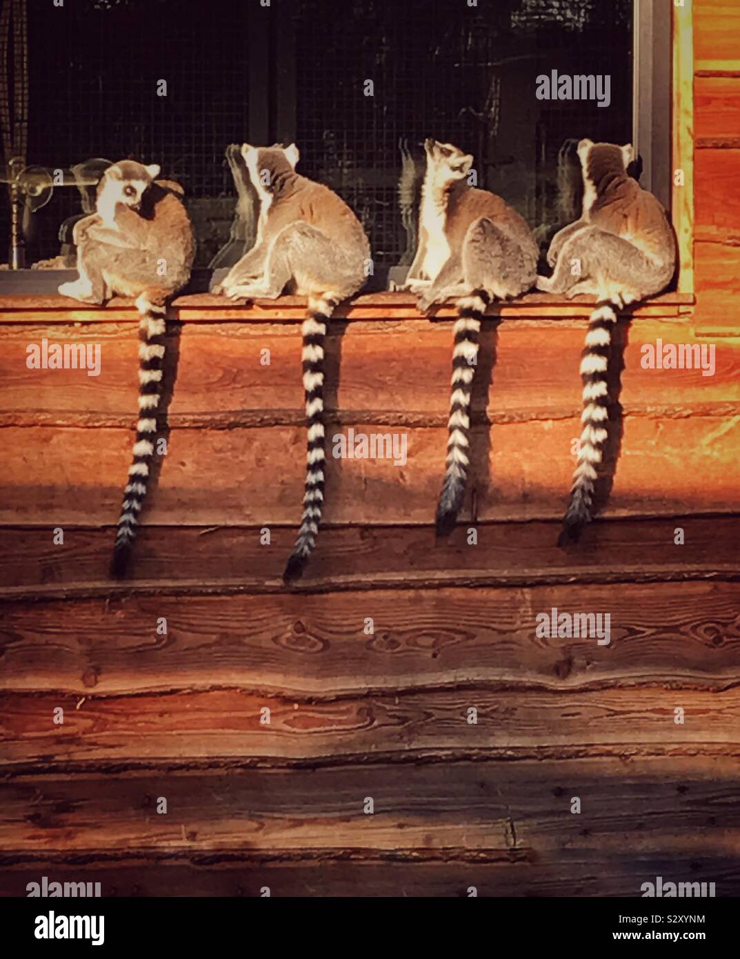 Una famiglia di anello dei lemuri codato in una divertente immagine animale seduto su un davanzale guardando attraverso la finestra con lo spazio di copia - Immagine stock catturata con smartphone