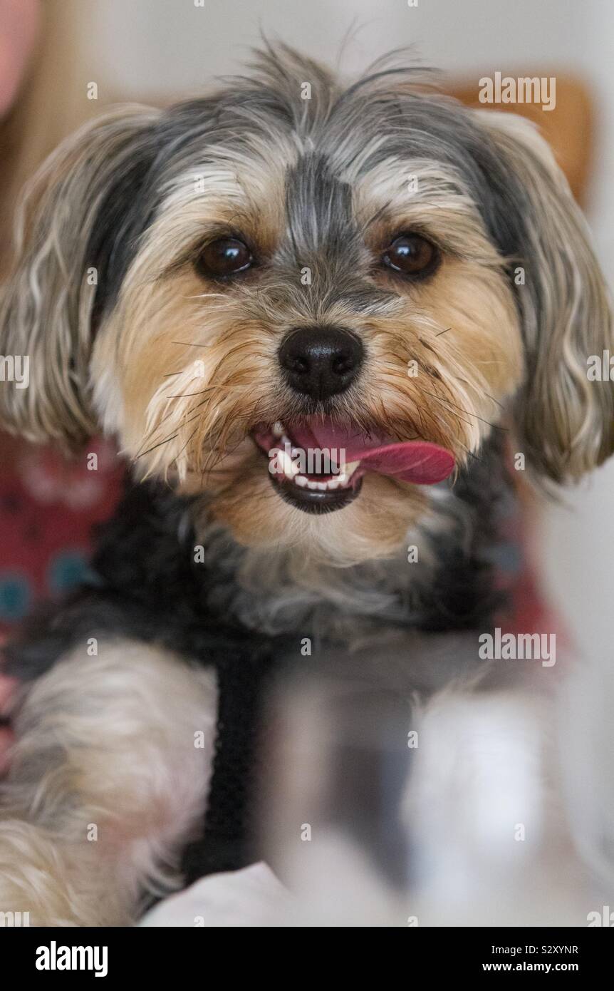 Un simpatico e adorabile piccolo cane guarda direttamente la telecamera mentre bloccato la lingua fuori con spazio di copia Foto Stock