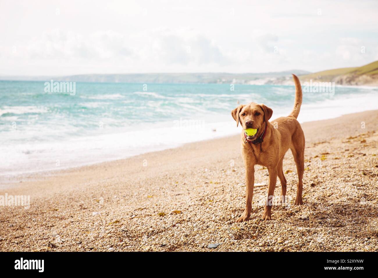 Un sani e in forma giallo labrador retriever cane in piedi su una bella spiaggia con l'oceano dietro e portante una palla da tennis in modo giocoso con spazio di caffè - Immagine stock catturata con smartphone