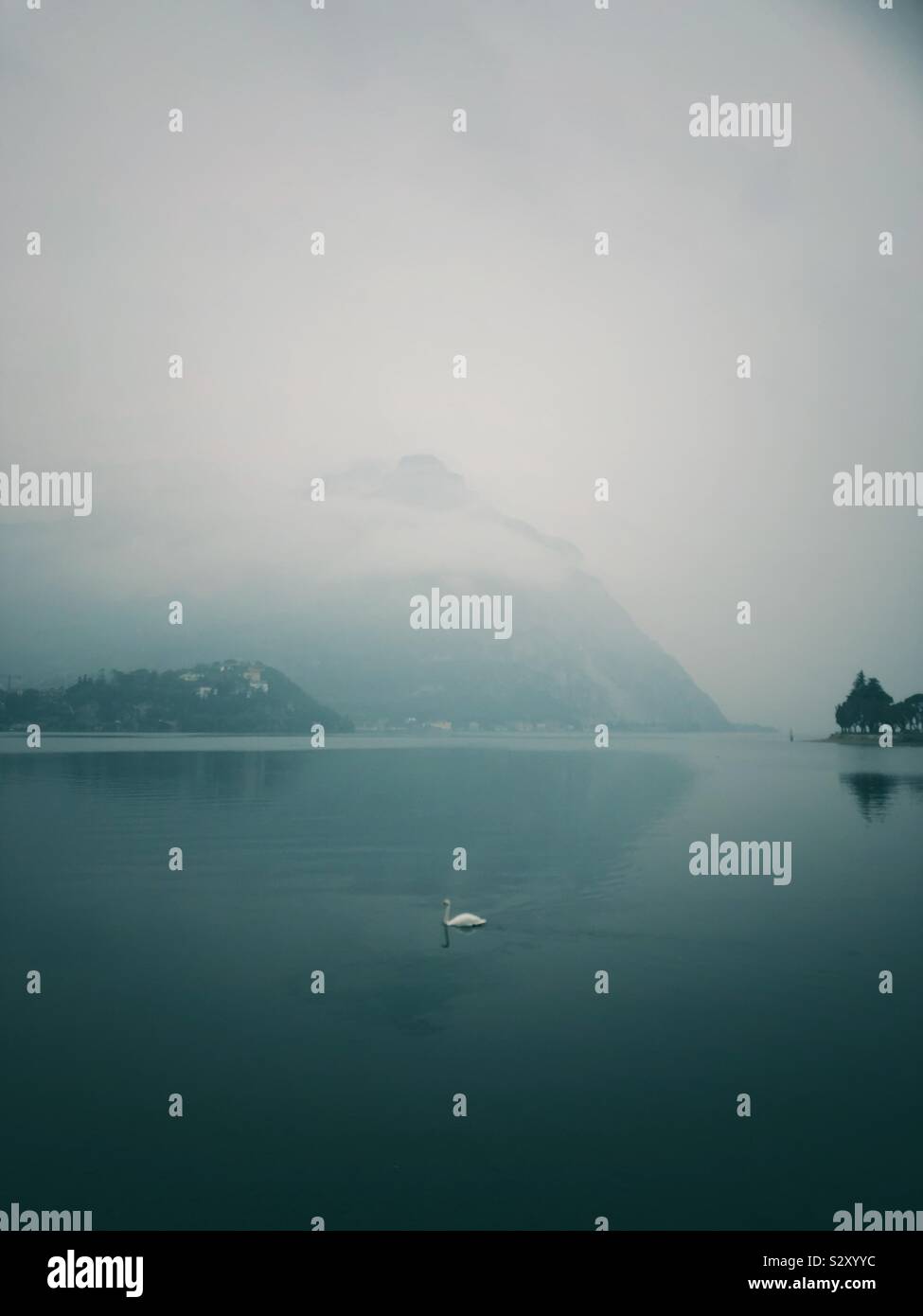 Piscina del cigno sul Lago di Como Foto Stock