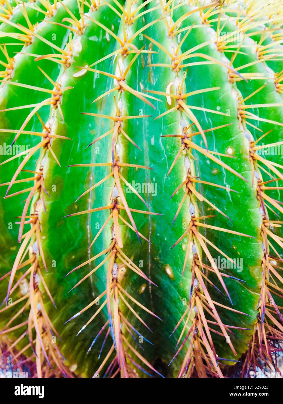 Il Cactus di close-up. Cactus Foto Stock