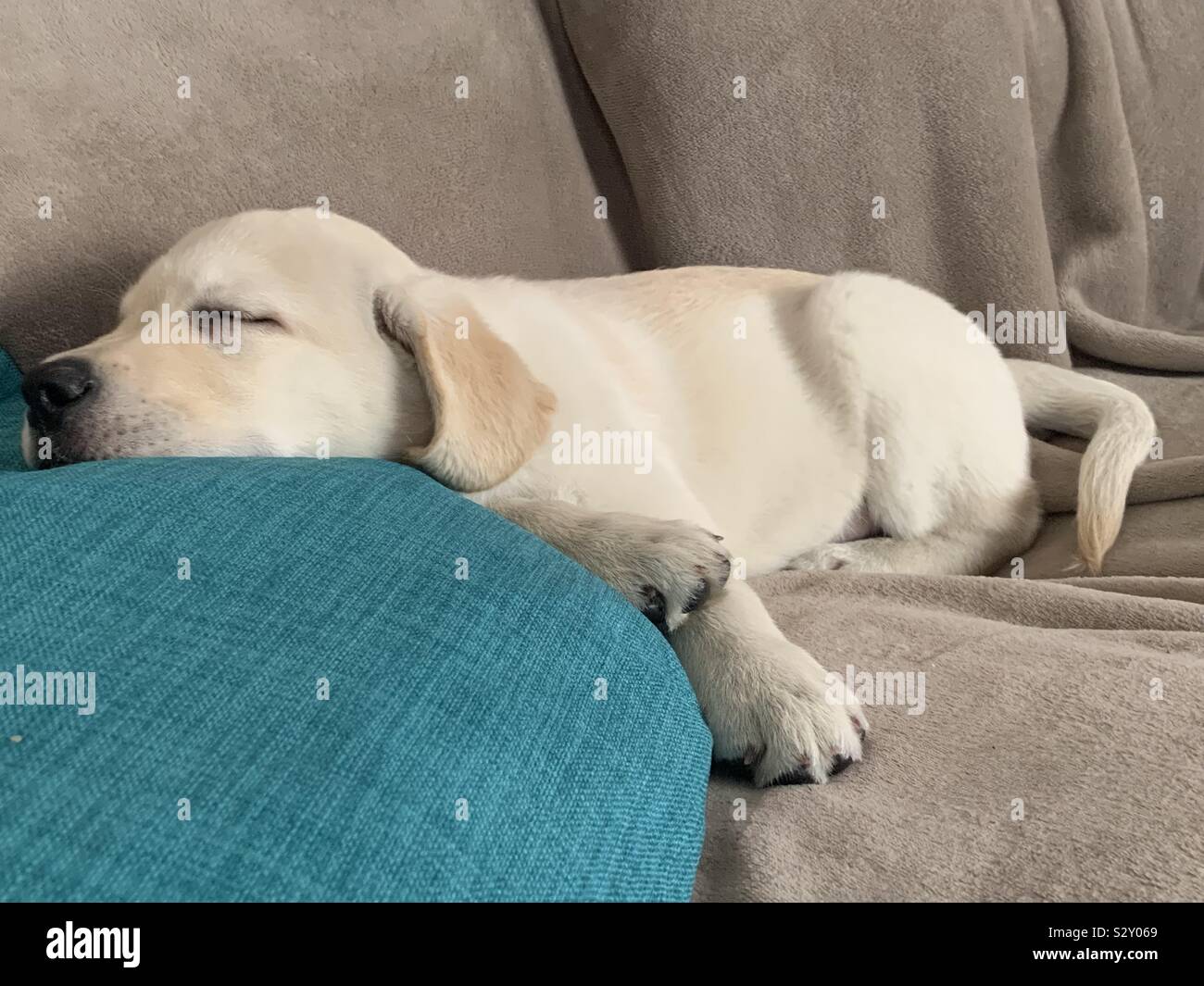 Dieci settimane vecchio cucciolo di Labrador a dormire su un divano. Foto Stock