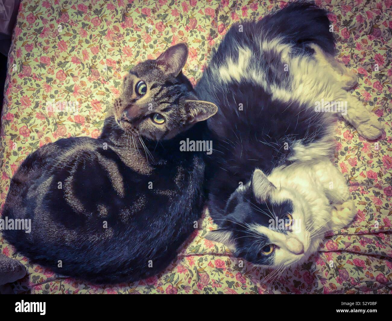 Agostino e Gustava, rescue kitties, oziate su copriletto floreali - Immagine stock catturata con smartphone