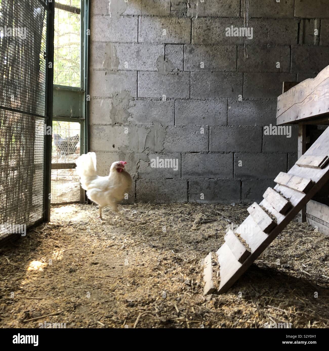 Pollo entrare nel suo coop, Liguria, Ottobre 2019 Foto Stock