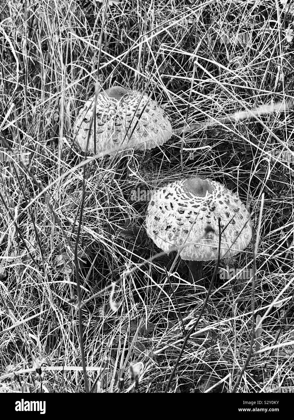 Tappo di Panther funghi fingendo di essere ALIEN INVADERS su Northchurch Hertfordshire comune Foto Stock