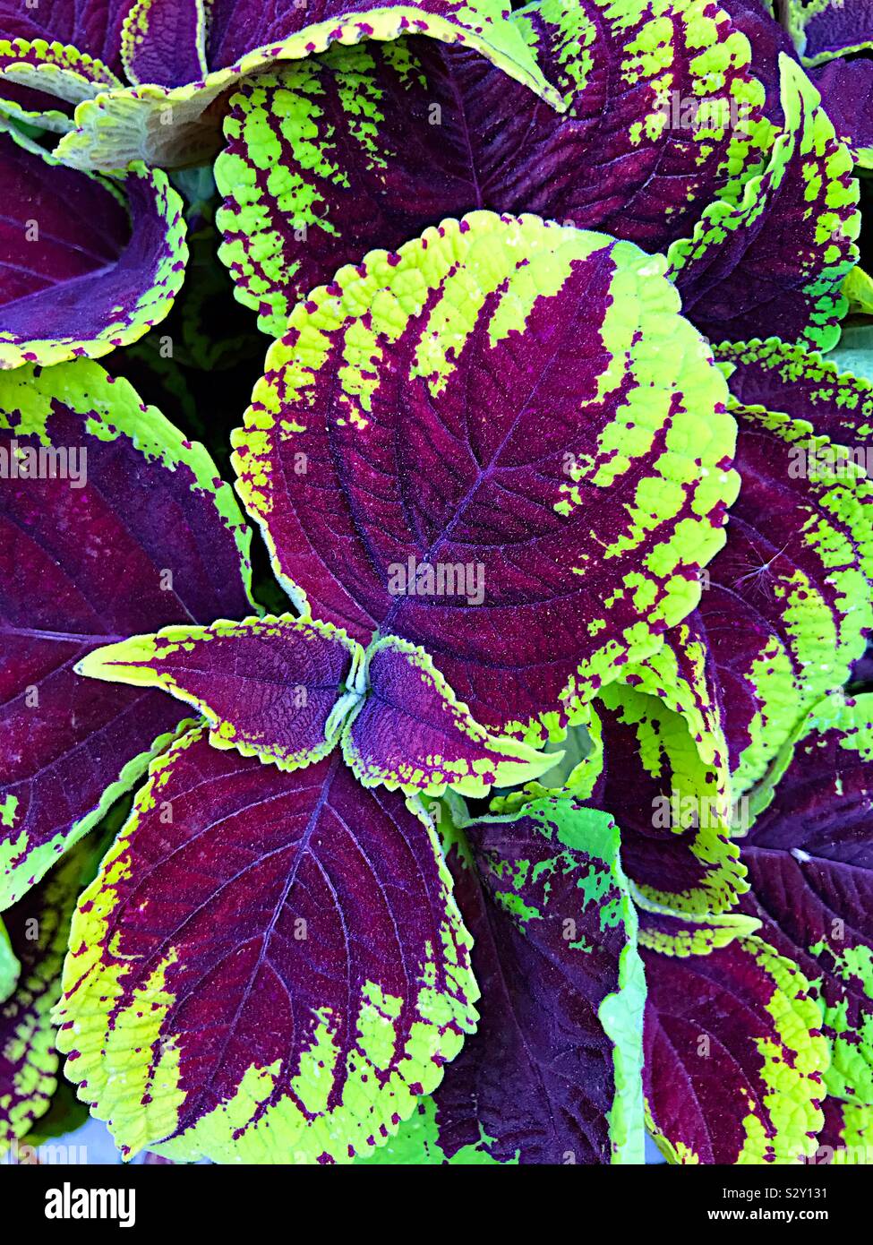 Coleus foglie, verde e viola Foto Stock