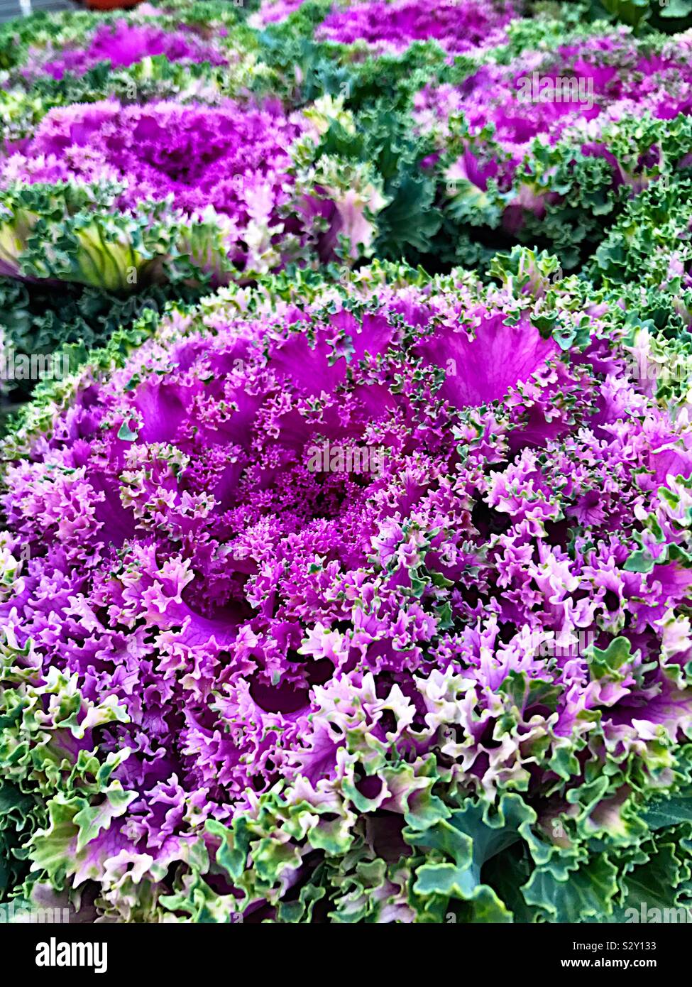 Cavolo ornamentale Foto Stock