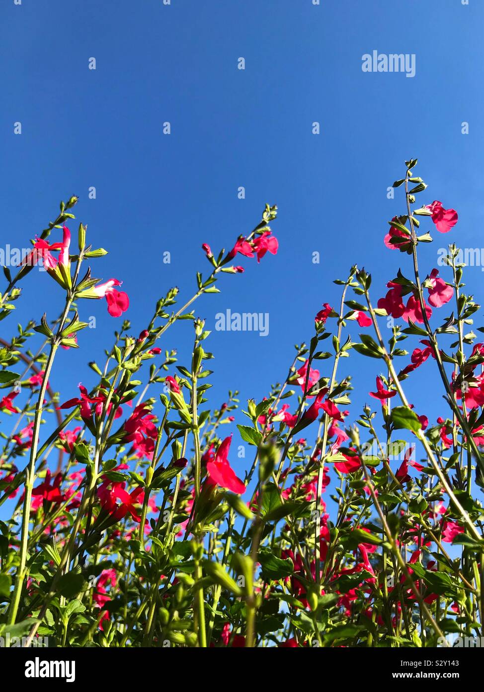 Fiori rossi contro un cielo blu Foto Stock
