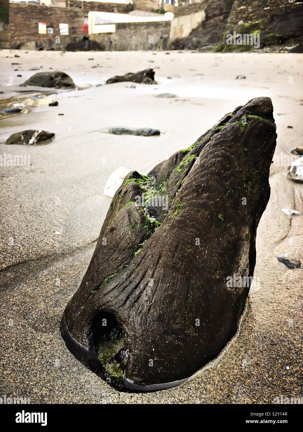 Driftwood nella sabbia Foto Stock