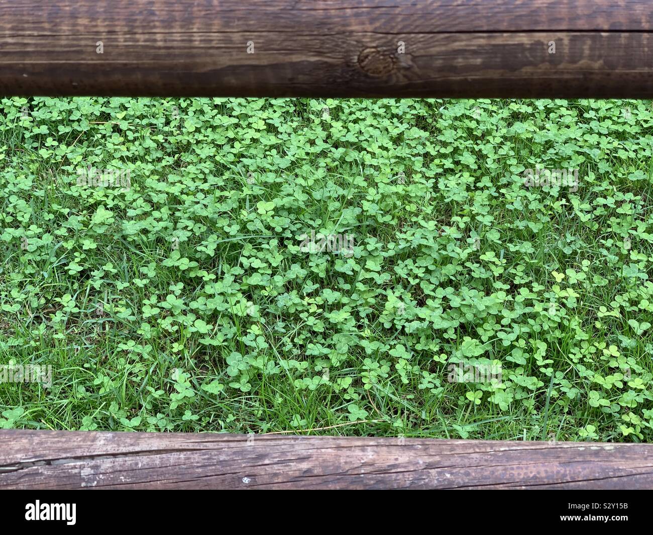 Prato di trifogli ritratto Foto Stock