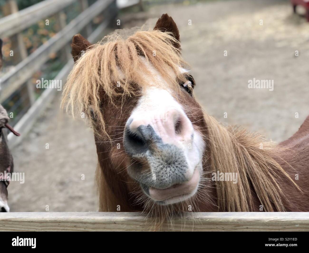 Pony in miniatura con atteggiamento Foto Stock