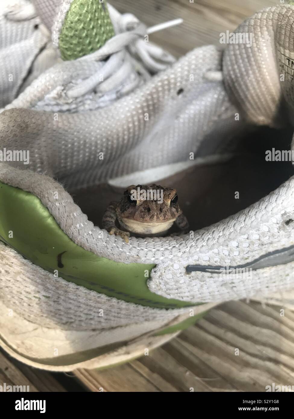 Carino, little toad appendere fuori in un puzzolente e scarpa da giardinaggio Foto Stock