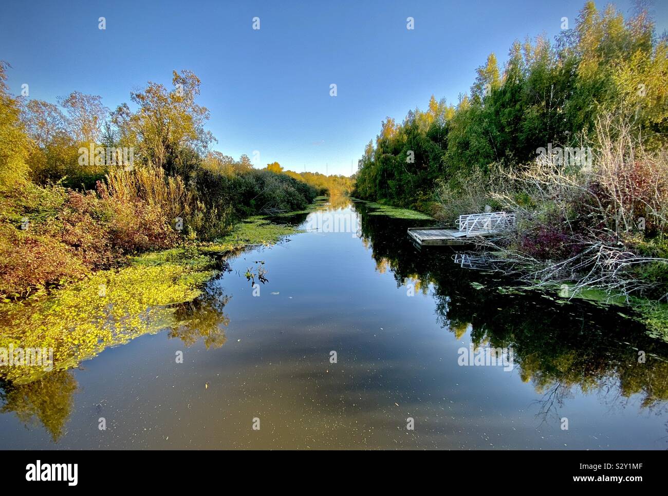 Il Mercer Slough Natura Park nella periferia di Bellevue, Washington. Stati Uniti d'America. Foto Stock