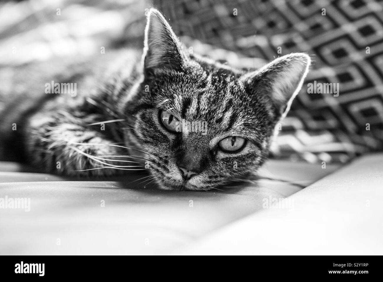 European Shorthair cat rilassante Foto Stock