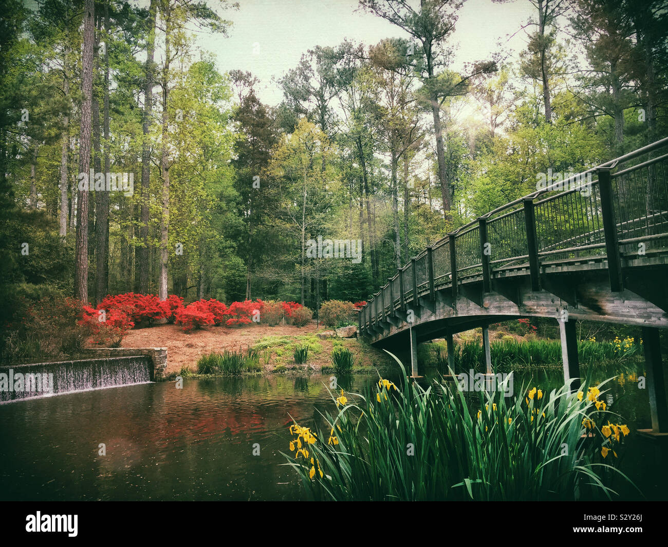 Scenic paesaggio riempito con red azalee e colorato in giallo iris in piena fioritura nei pressi di un lago che riflette il giardino circostante e ambiente boschivo. Foto Stock