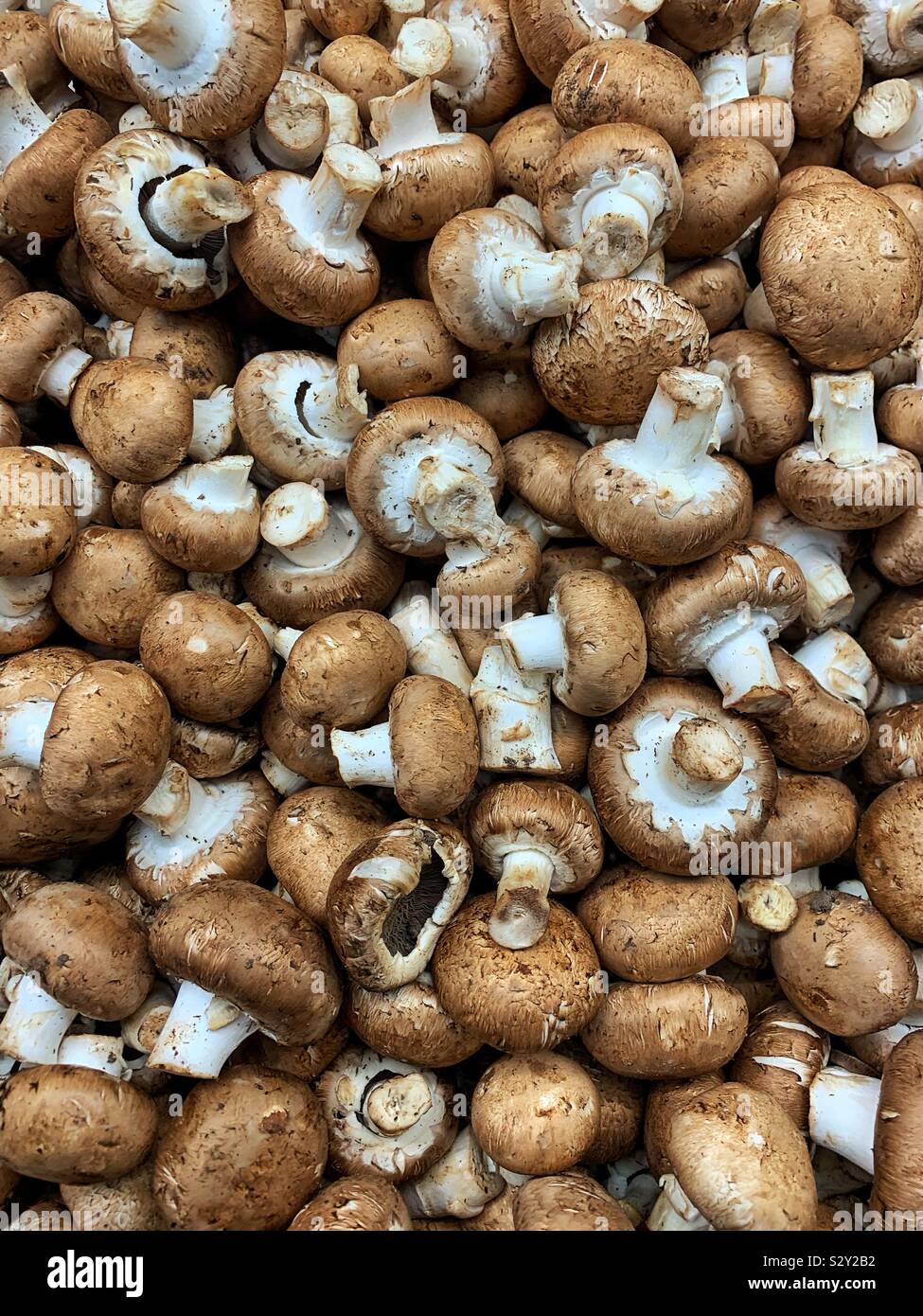 Molti fresca bruna funghi cremini. Foto Stock