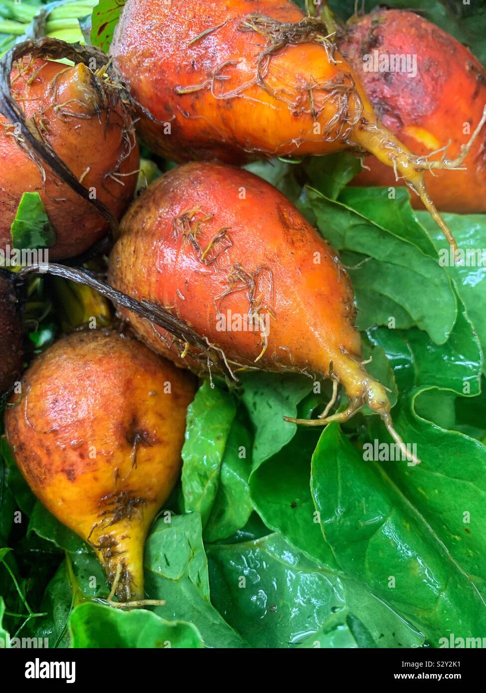 Bella ancora fresche e dorate di barbabietole, Beta vulgaris Foto Stock