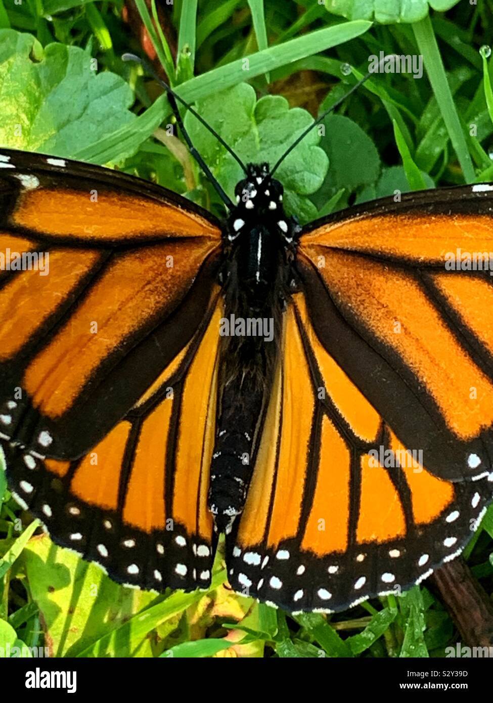 Un bel colore arancione e nero farfalla monarca, milkweed, comune tiger, Wanderer, nero e marrone venato, Danaus plexippus Foto Stock