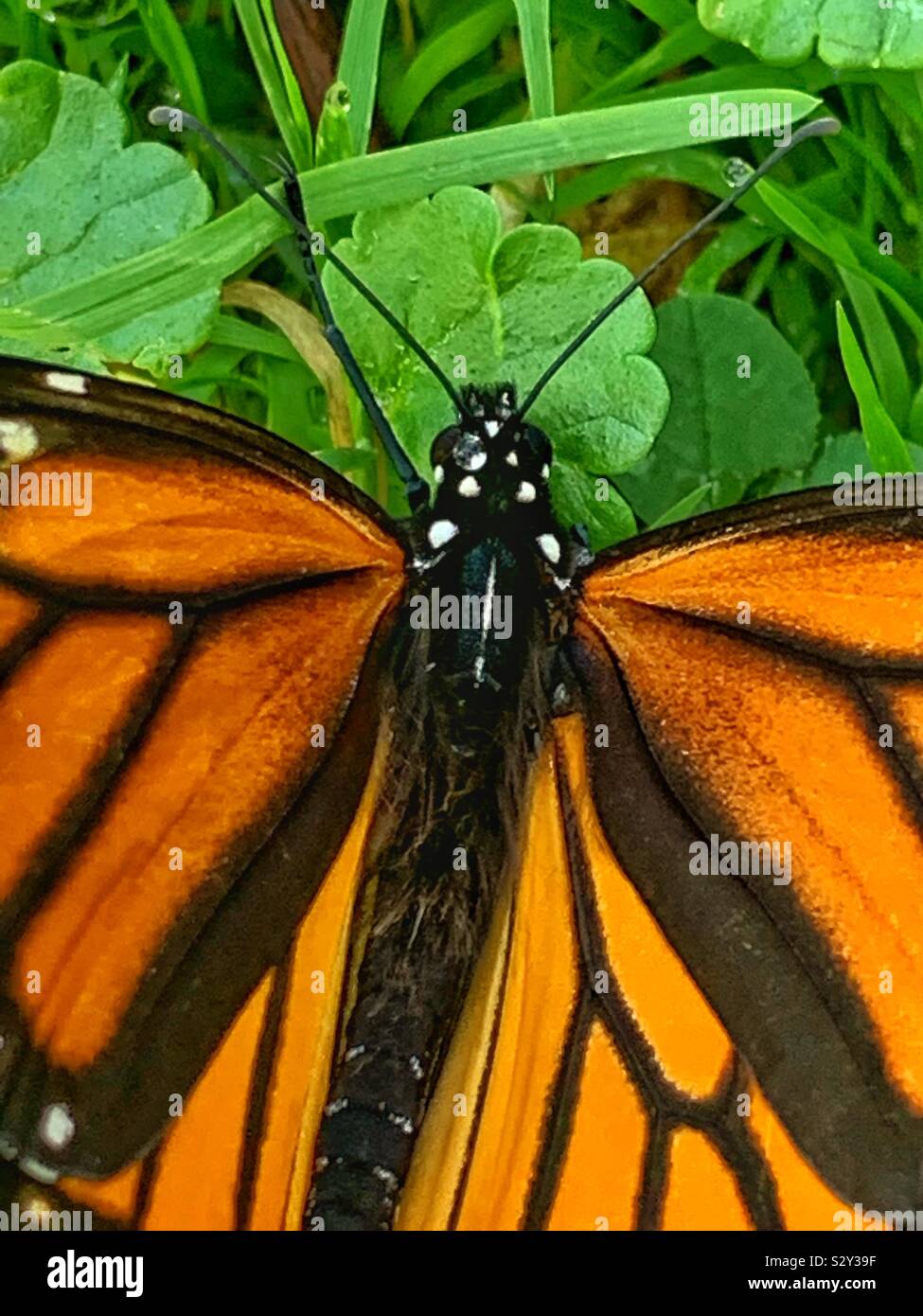 Un bel colore arancione e nero farfalla monarca, milkweed, comune tiger, Wanderer, nero e marrone venato, Danaus plexippus Foto Stock