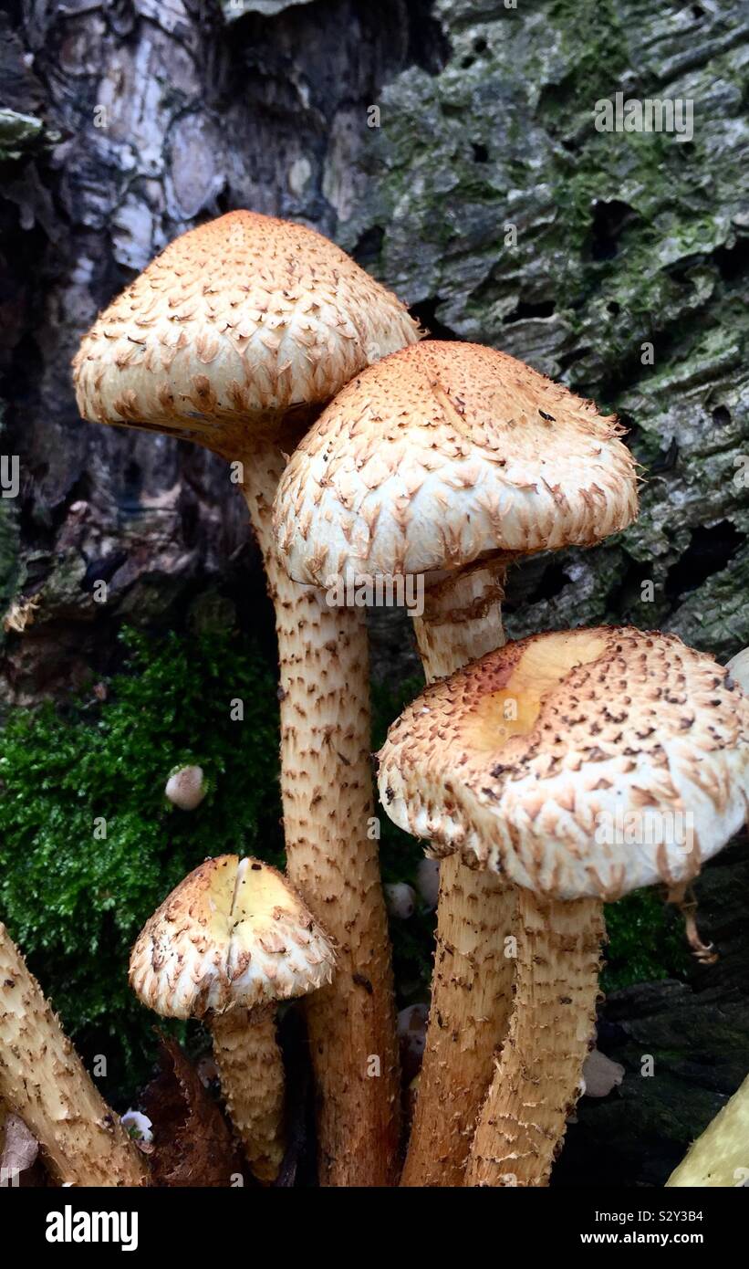 Una chiusura del cappuccio selvatico funghi funghi o toadstools in un bosco di impostazione con lo spazio di copia Foto Stock