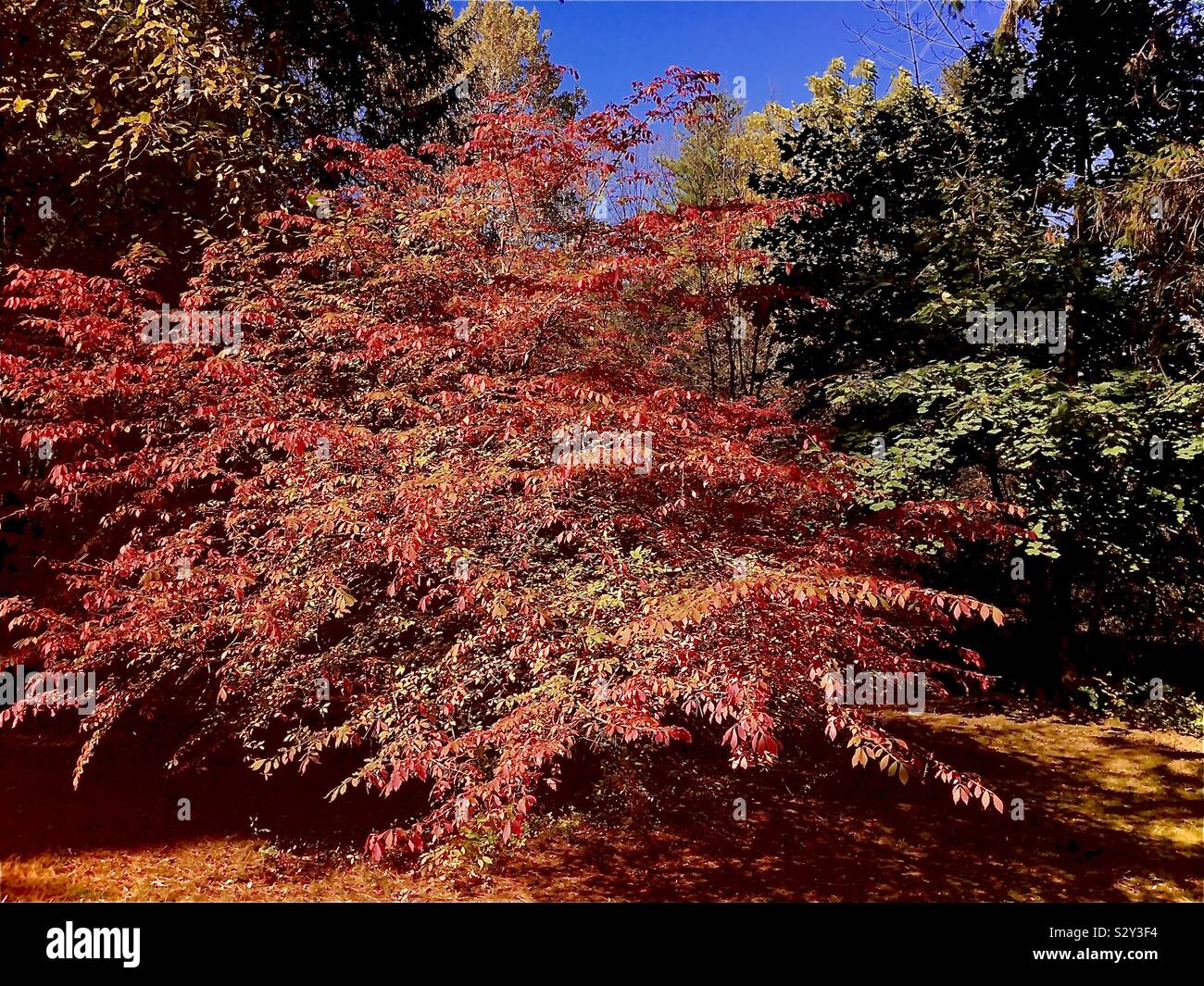 Colori di autunno Foto Stock