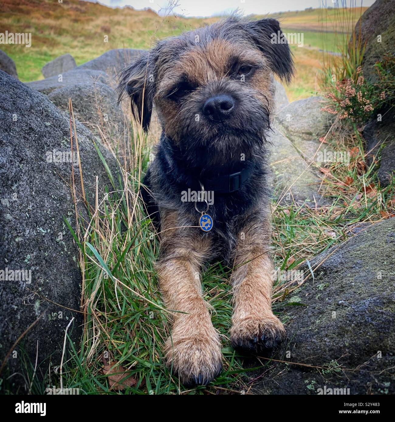 Border Terrier... Foto Stock