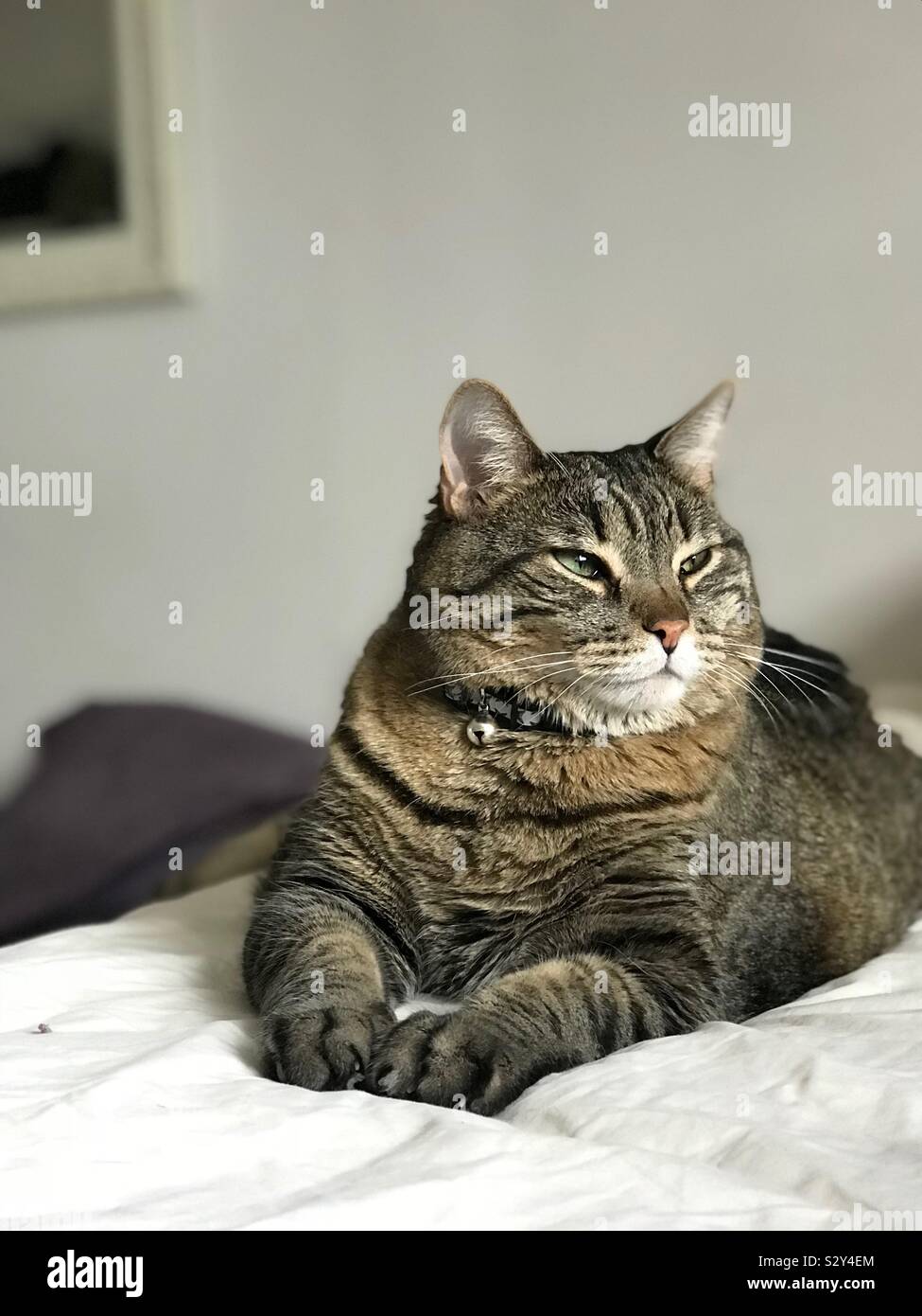 Tabby cat graziosamente seduti sulle coperte Foto Stock