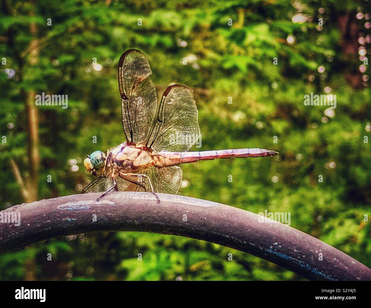 Libellula Skimmer con sfondo verde - Immagine stock catturata con smartphone