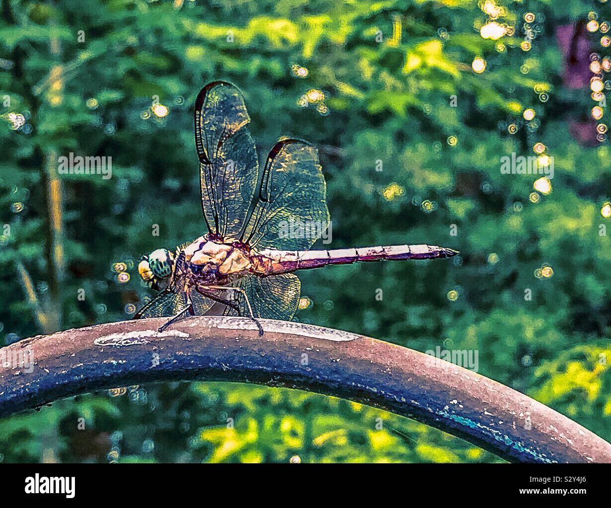 Dragonfly pone in Carolina del Nord - Immagine stock catturata con smartphone