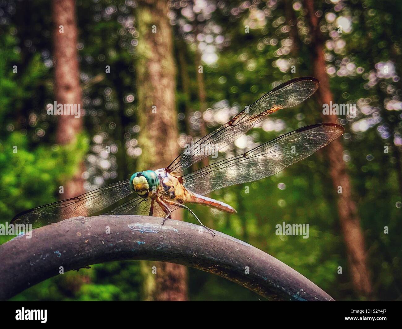 Libellula Skimmer con sfondo Boise, Carolina del Nord - Immagine stock catturata con smartphone