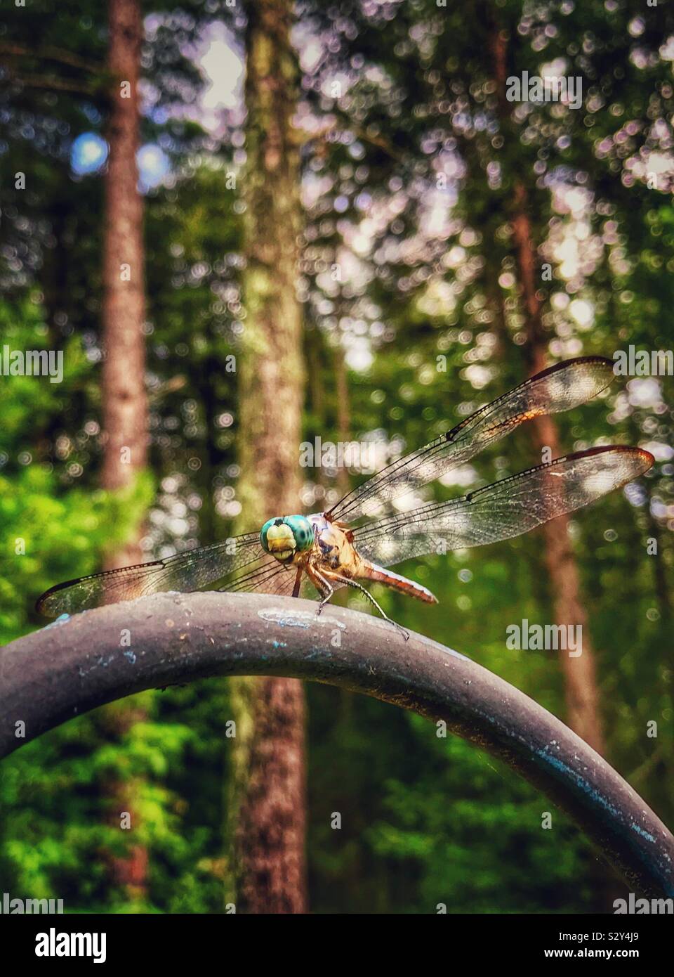 Libellula Skimmer con testa verde nella Carolina del Nord e boschi - Immagine stock catturata con smartphone