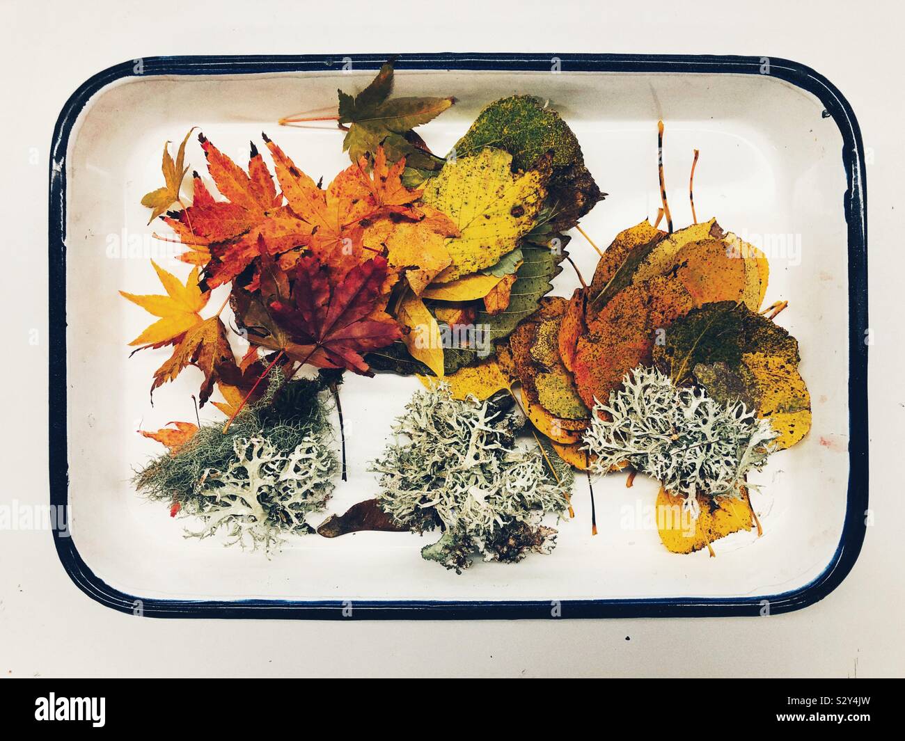 Servire di caduta Foto Stock