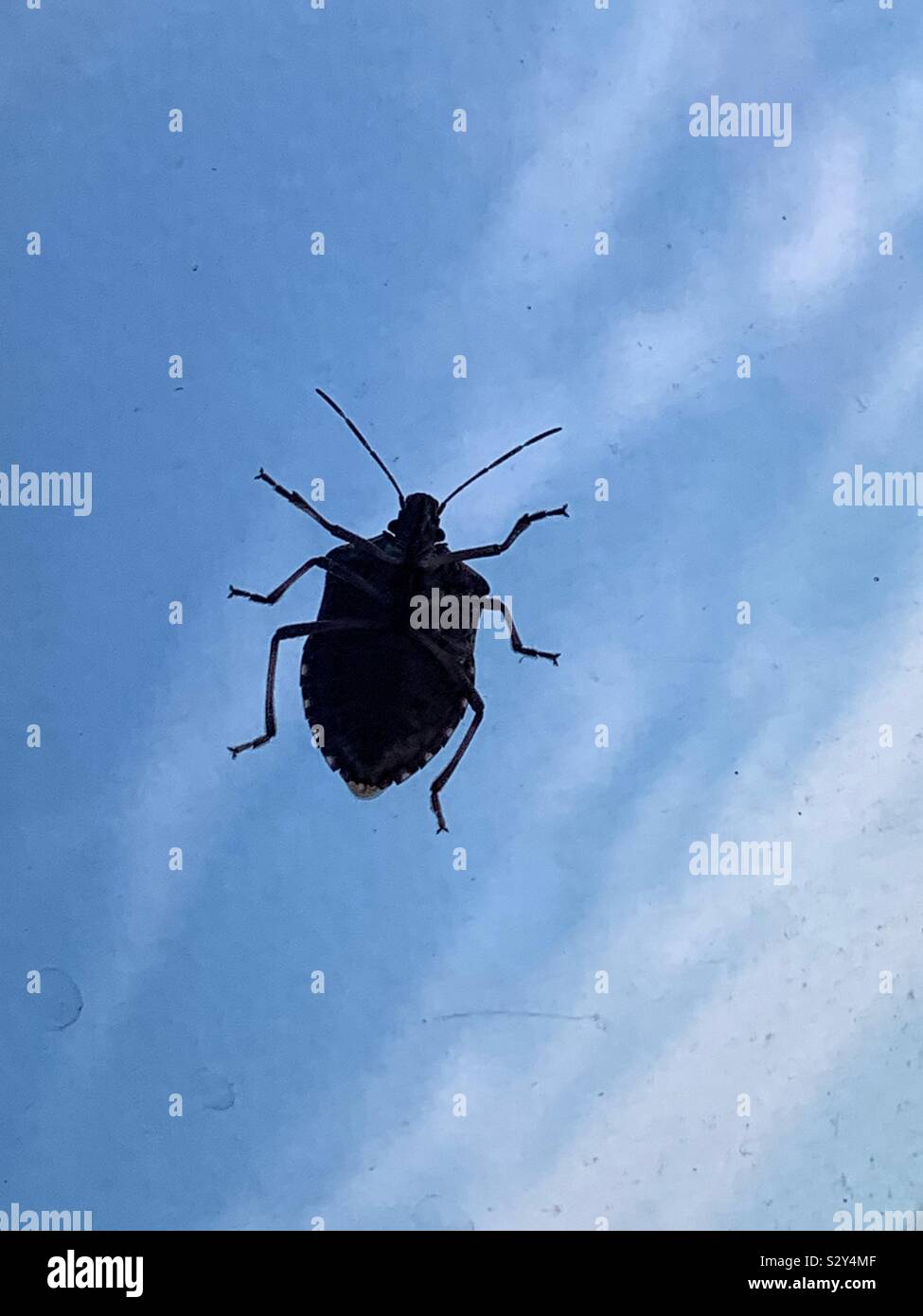 Profilo di un marrone marmorated stink bug, Halyomorpha halys Foto Stock