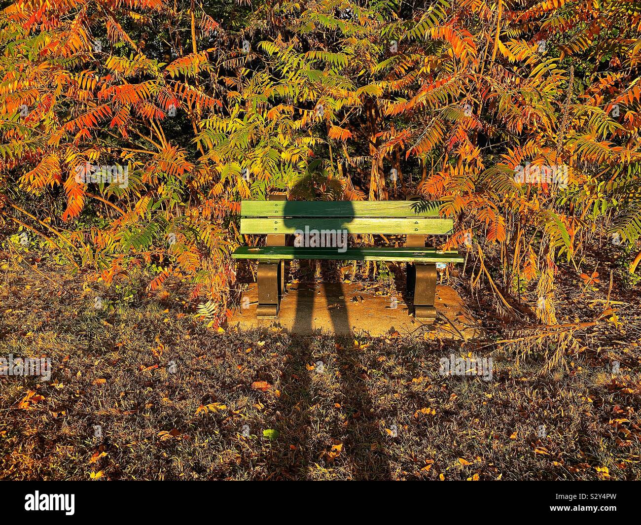 Silhouette in autunno Foto Stock