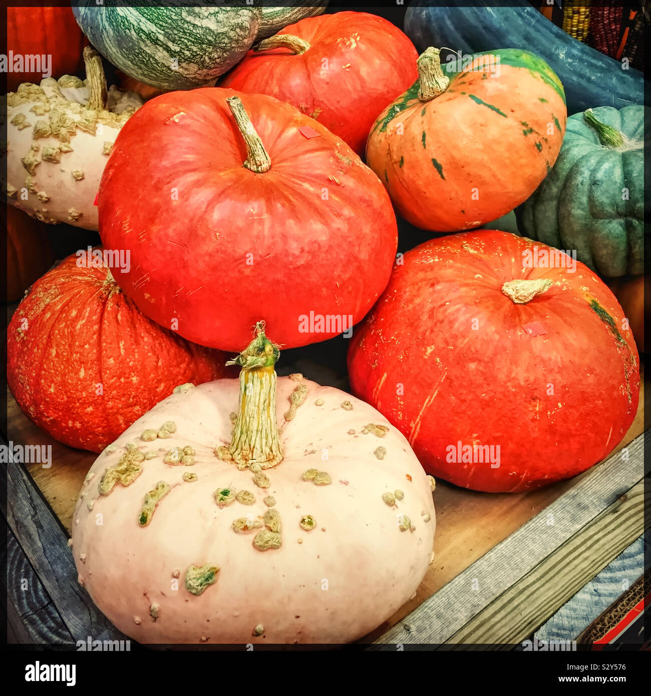 Mazzetto di zucche sono in vendita nel produrre la sezione di un mercato degli agricoltori. Una varietà di tipi e colori sono sul display. Foto Stock