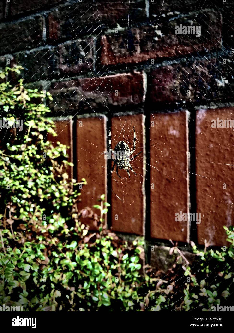 Web e spider Foto Stock