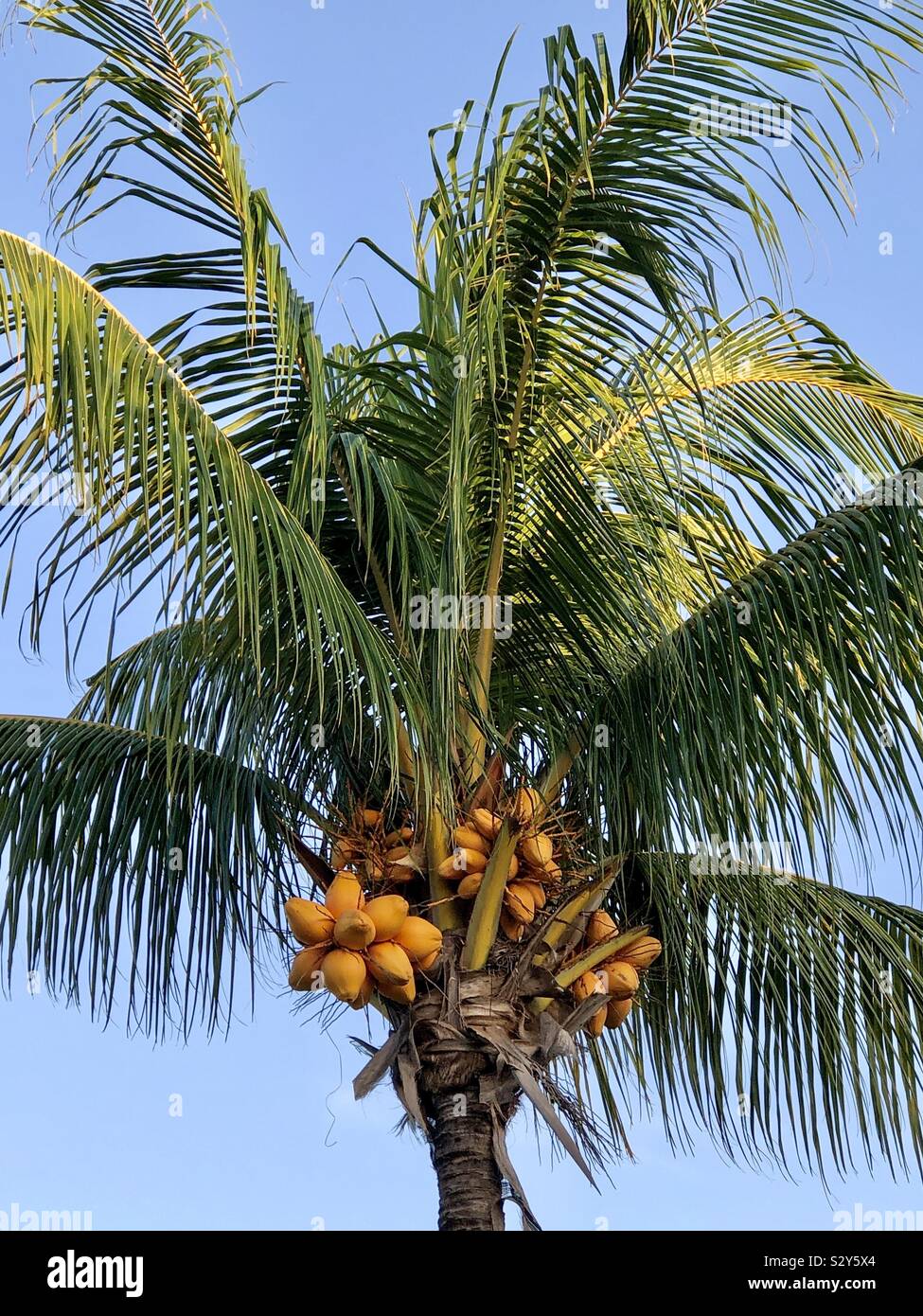 Re albero di cocco cocco top mazzetto di noci di cocco Palm tree Foto Stock