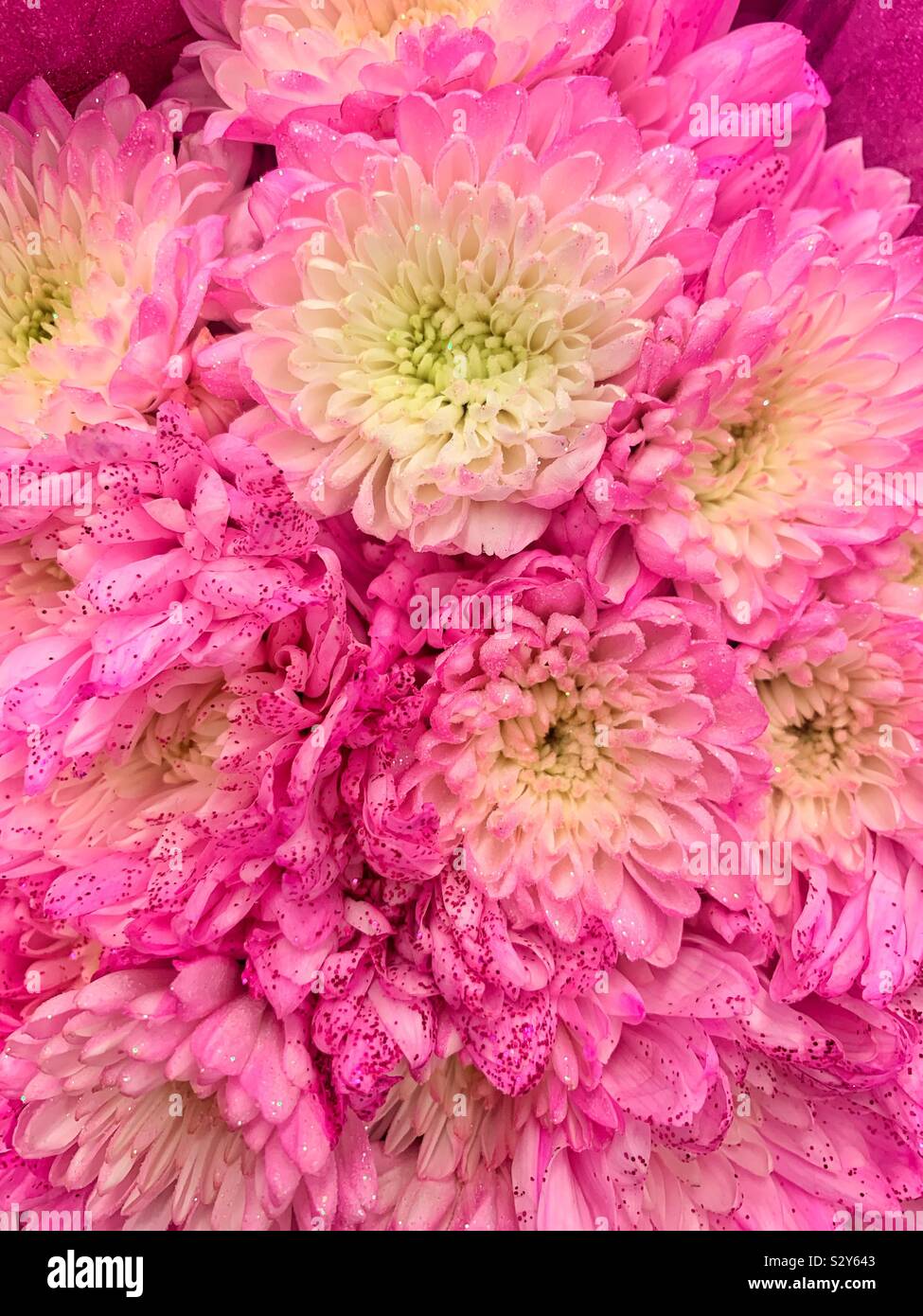 Bouquet fresco di rosa garofani scintillanti fiori. Foto Stock