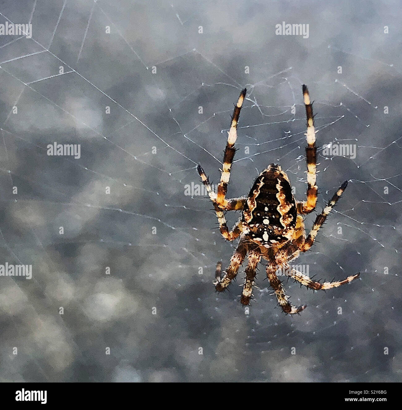 Croce Orb weaver spider in BC, Canada. Colorato vicino fino in web con sottili sbiadito sfondo testurizzata Foto Stock