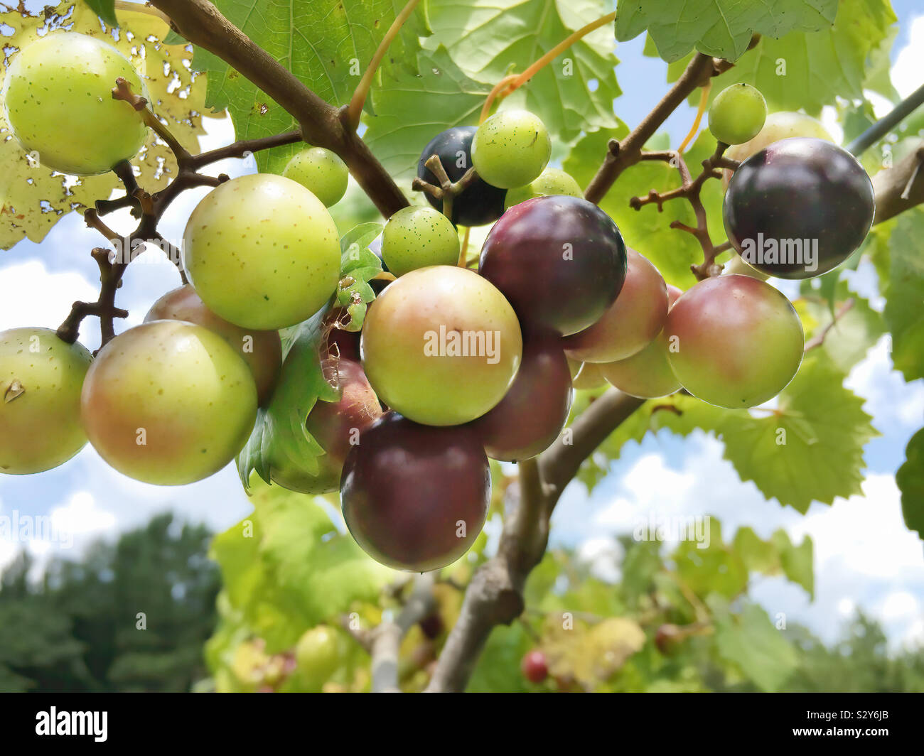 Moscato frutto la viticoltura in un vigneto in Warm Springs Georgia USA. La messa a fuoco in primo piano. Foto Stock