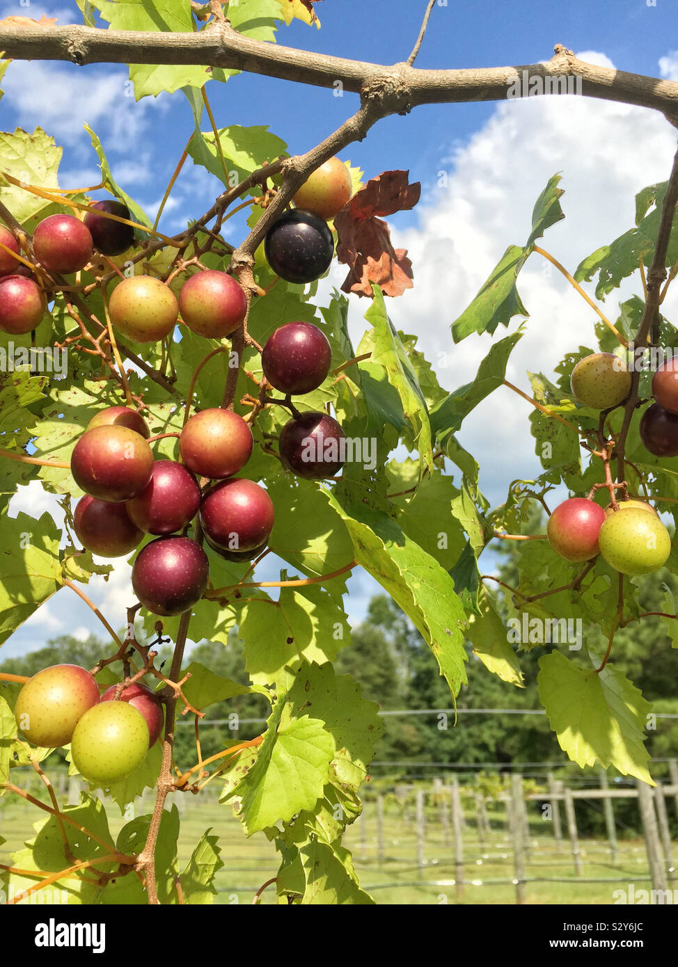 Moscato frutto la viticoltura in un vigneto in Warm Springs Georgia USA. Il frutto è in vari stadi di maturazione. Foto Stock
