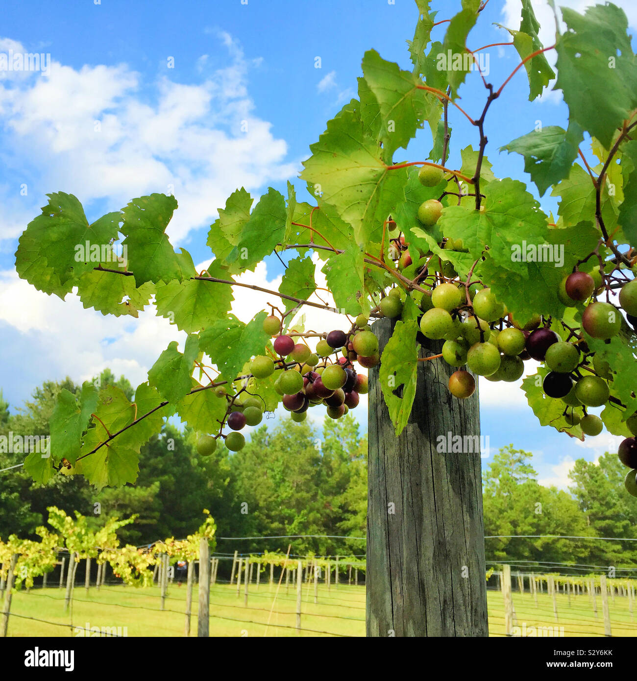Moscato frutto la viticoltura in un vigneto in Warm Springs Georgia USA. La messa a fuoco in primo piano. Foto Stock