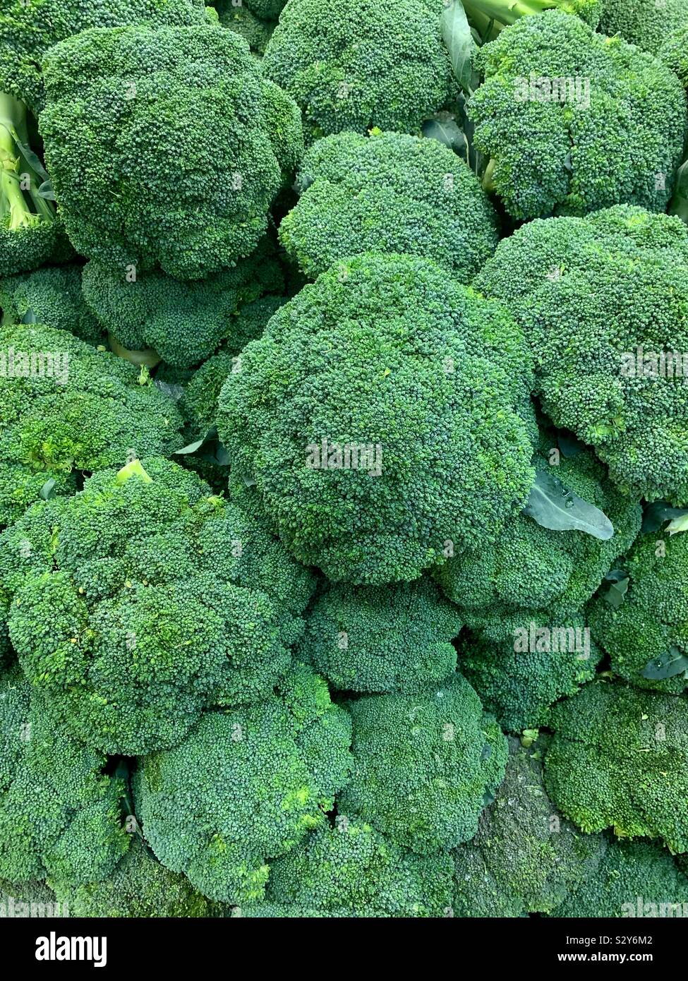 Bella fattoria di broccoli freschi Foto Stock