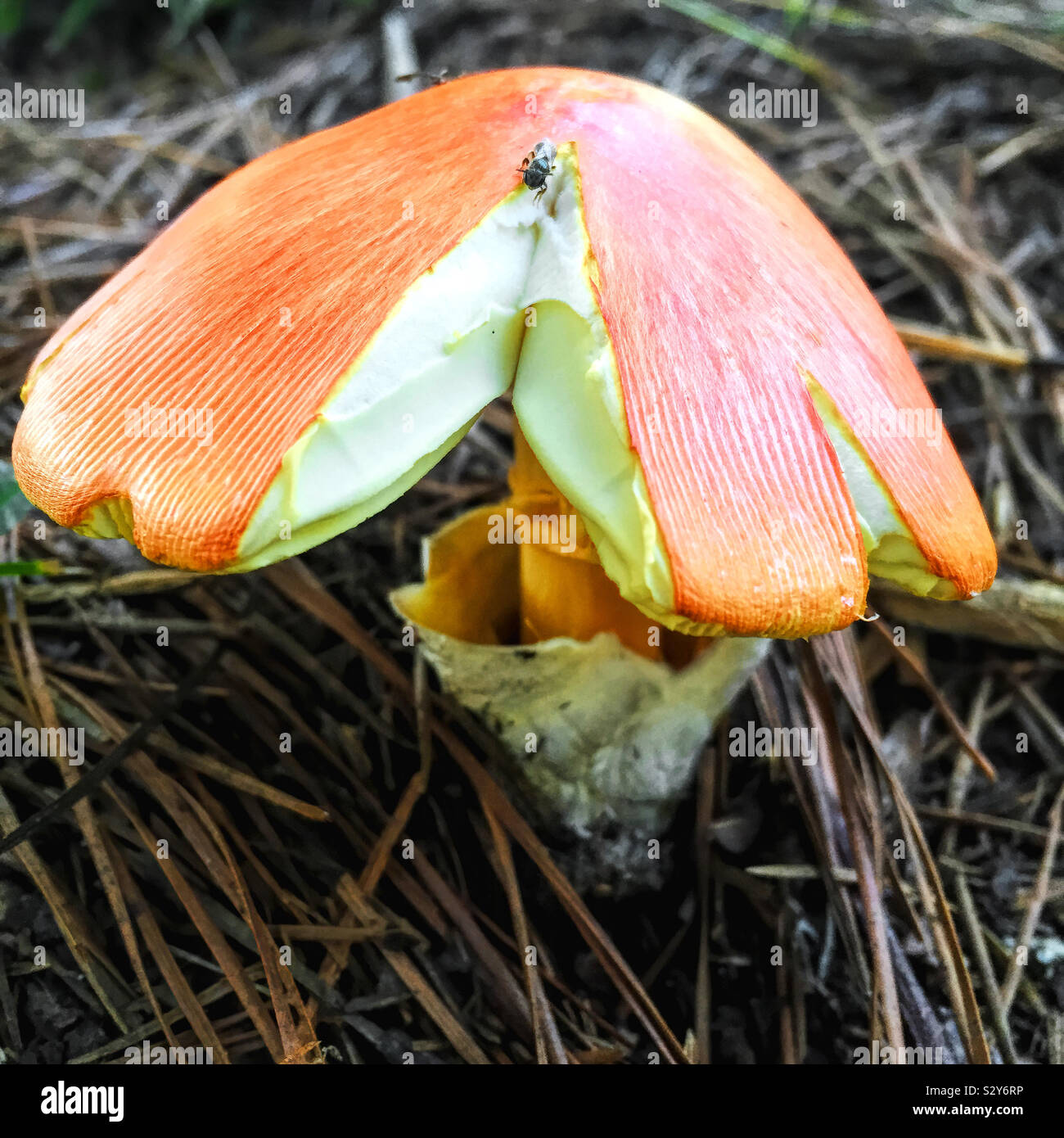 Un colore arancio Amanita funghi che ha un gambo bianco è in crescita in una zona boschiva in Georgia durante il mese di agosto. Vi è un piccolo bug sulla sommità del cappuccio. Foto Stock