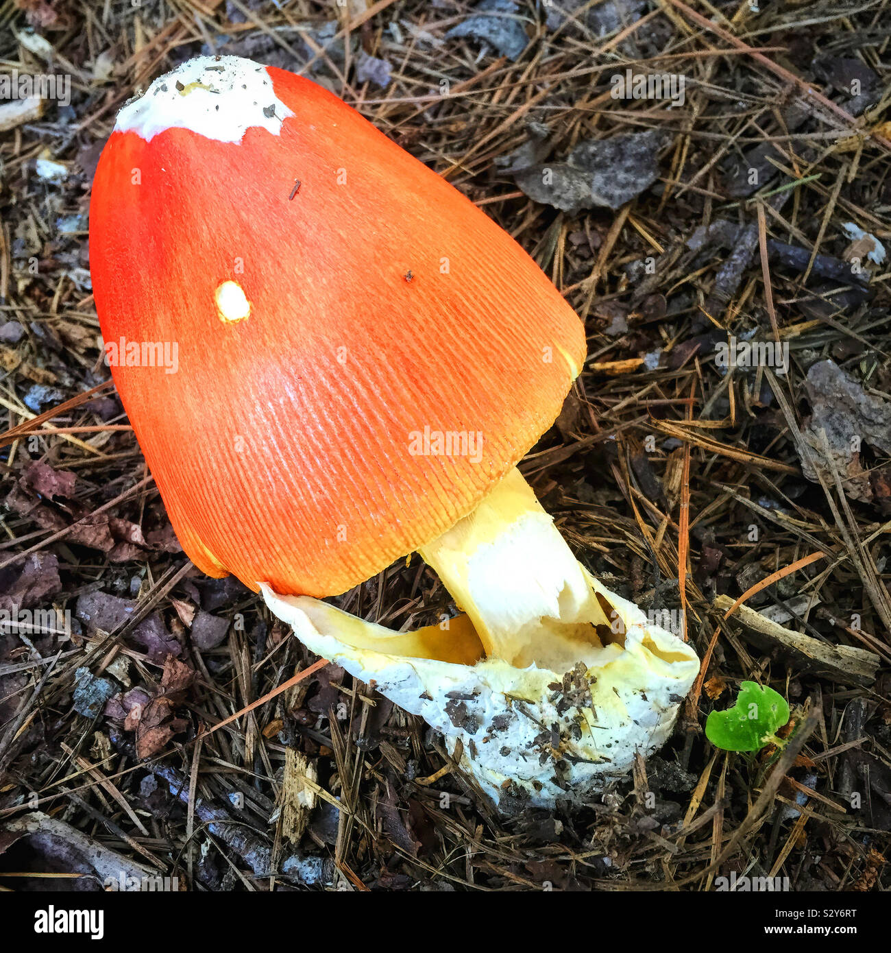 Un colore arancio Amanita funghi che ha un gambo bianco è in crescita in una zona boschiva in Georgia durante il mese di agosto. La messa a fuoco in primo piano. Foto Stock
