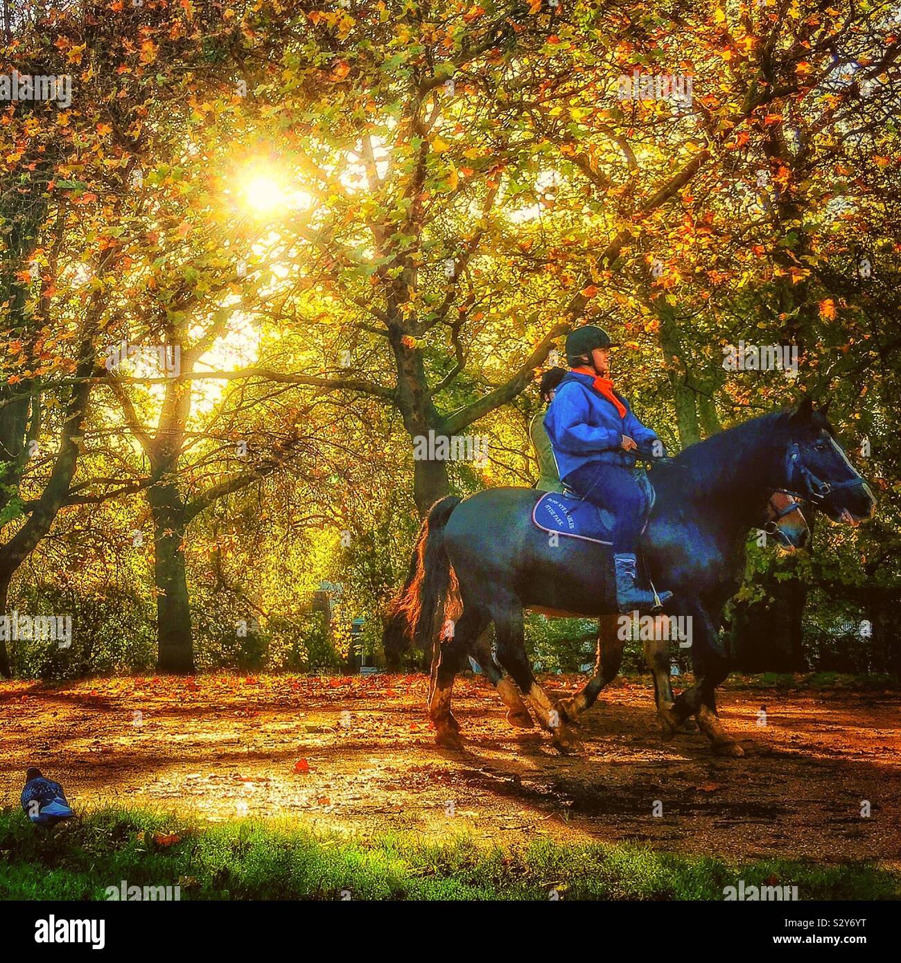 Equitazione in un autunno mattina su Hyde Park. Foto Stock