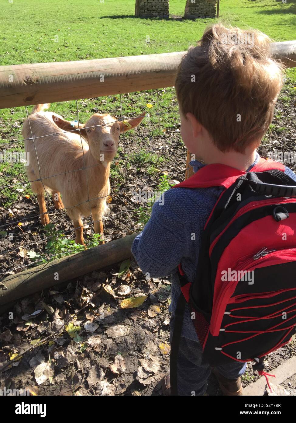 Alimentazione per bimbi più grandi di capra a Mudchute farm Greenwich - Immagine stock catturata con smartphone