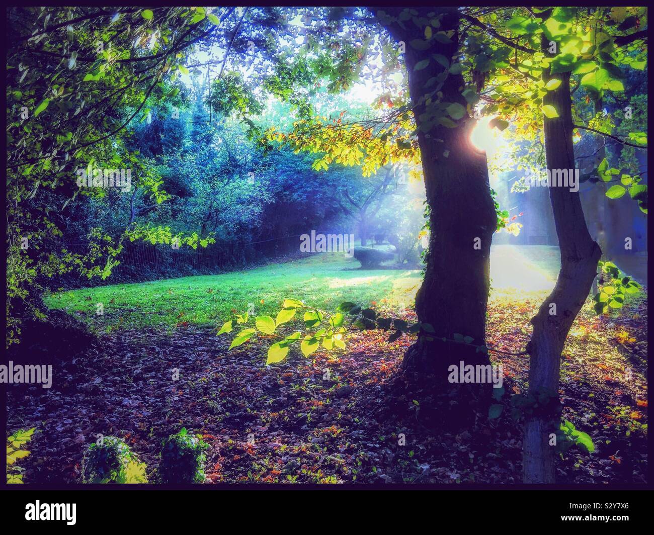 Il sole splende attraverso gli alberi in Forest Hill Londra Inghilterra. - Immagine stock catturata con smartphone